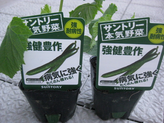 b0183111_08590205.jpg