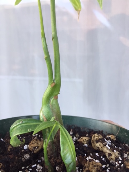 パキラの実生株get その3の巻 ぱぴぷぺぺの植物とか日々つぶやき パキラの実生株get その3の巻 ぱぴぷぺぺの植物とか日々つぶやき