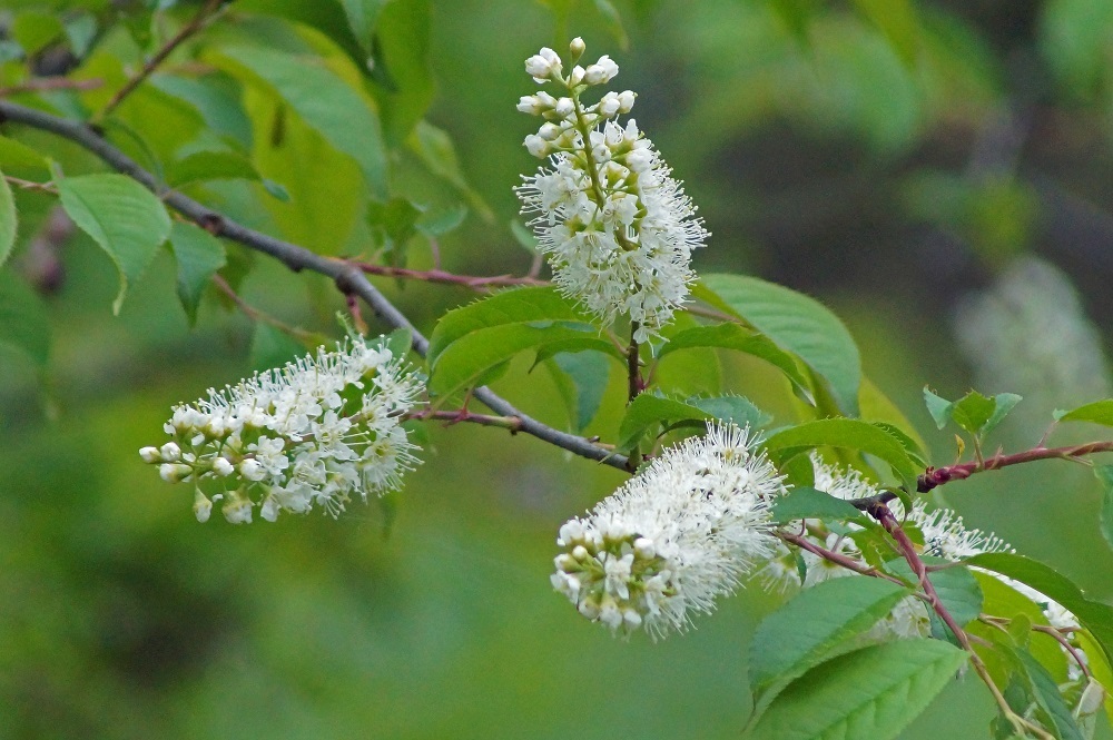 ウワミズザクラと八重桜_c0042418_07301510.jpg