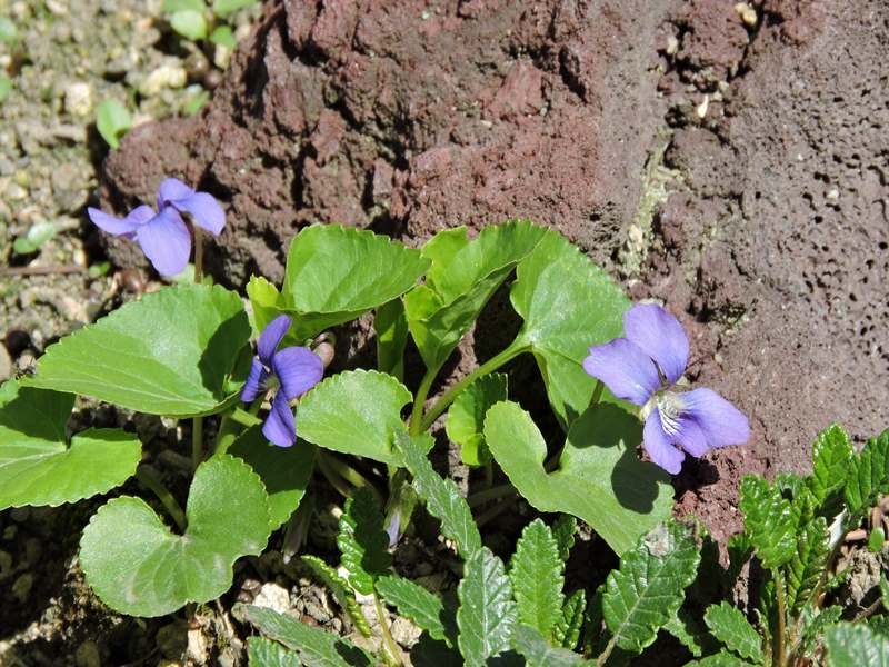 庭の草花（３回目）_e0362222_22351330.jpg