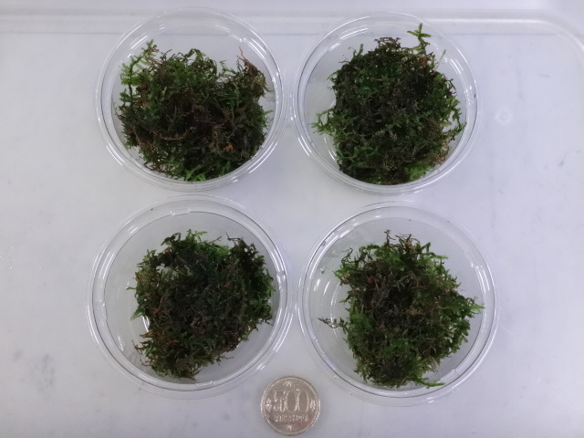 170504 熱帯魚・メダカ・金魚・水草・観葉植物_f0189122_13045904.jpg
