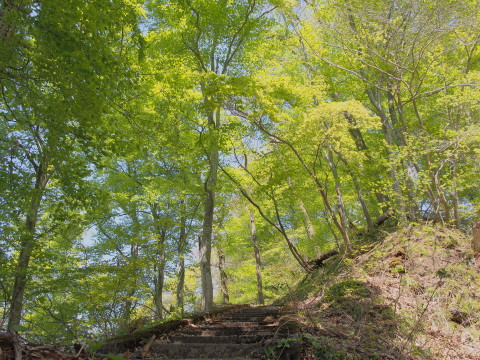 中野もみじ山のカタクリ(黒石市)*2017.05.04_b0147224_1929584.jpg