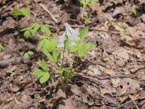 中野もみじ山のカタクリ(黒石市)*2017.05.04_b0147224_19305454.jpg