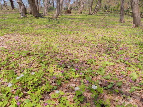 中野もみじ山のカタクリ(黒石市)*2017.05.04_b0147224_19351839.jpg