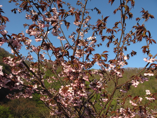 桜が咲きました_f0192924_15375189.jpg