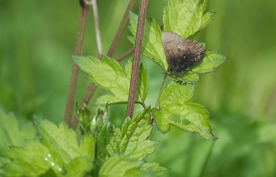 a0126632_1640568.gif