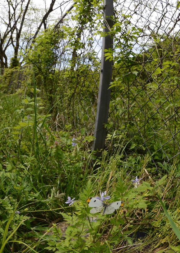 a0126632_16531822.gif