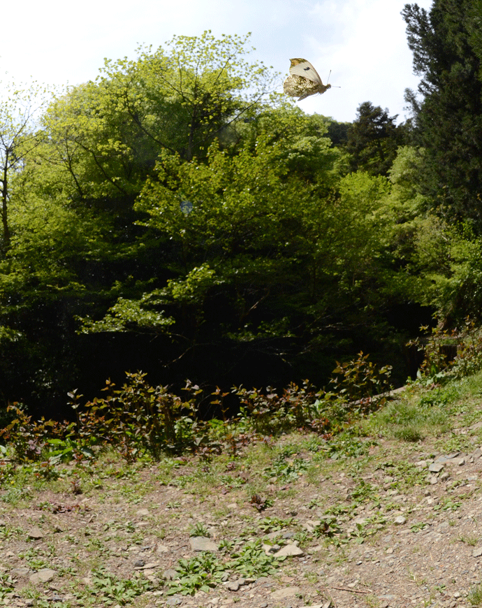 a0126632_16534786.gif
