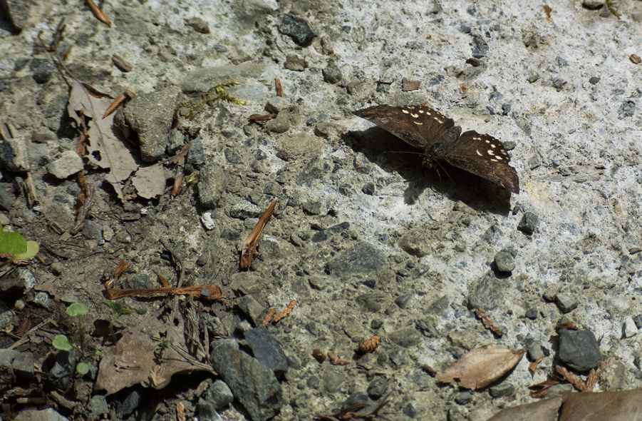 a0126632_1743688.gif