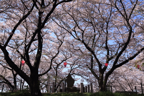 １７年桜紀行１４．幸手市権現堂公園その２_f0229832_08582417.jpg