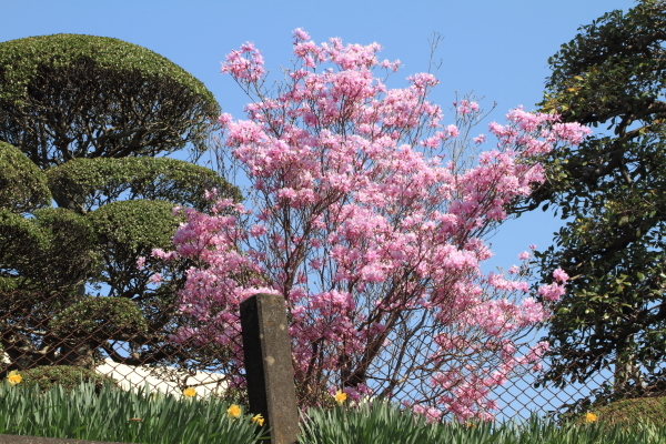 １７年桜紀行１４．幸手市権現堂公園その２_f0229832_09050678.jpg