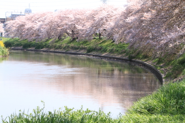 １７年桜紀行１５．北越谷元荒川堤その１_f0229832_22445347.jpg