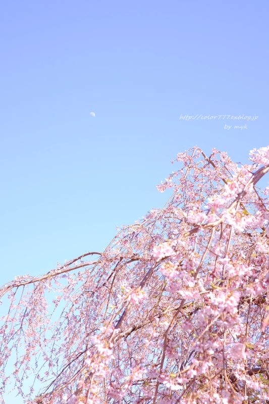 北海道の桜 - Pastel color