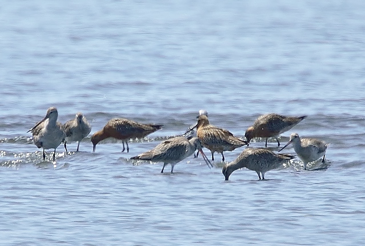 野鳥・・・・（トウネン・他）_e0364435_18183323.jpg