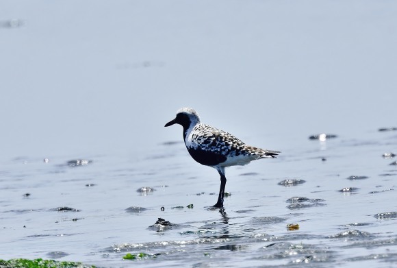 野鳥・・・・（トウネン・他）_e0364435_18190424.jpg