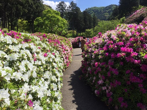 三室戸寺のつつじ開花情報_d0020139_20212198.jpg