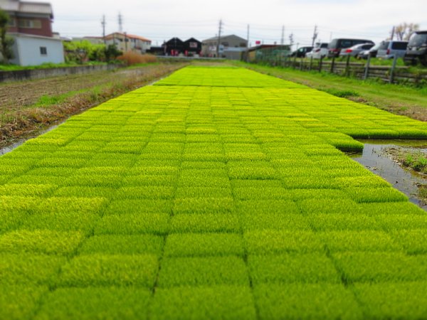 2017年5月4日　田植えを待つ苗ステーション_b0341140_1775353.jpg