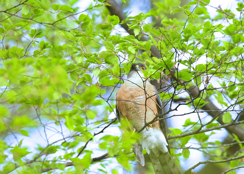 d0290240_15202112.gif