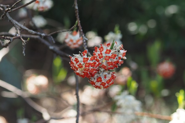 白鳥庭園　散策_a0098746_16161267.jpg