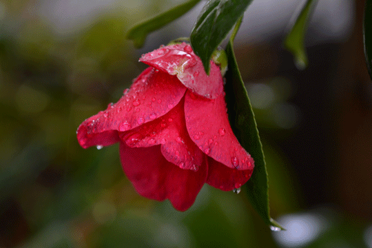 c0093046_8164642.gif