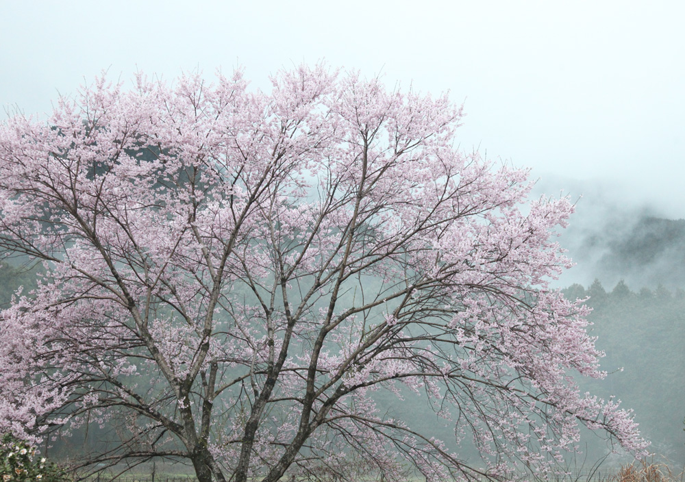 御所市　橋本院　桜　３_c0108146_2120431.jpg