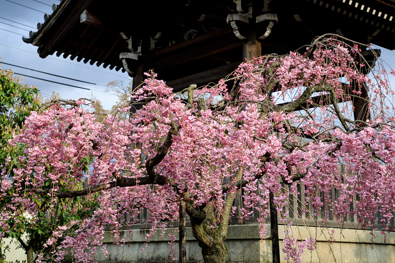 京都の桜2017 上品蓮台寺の春_f0155048_18214660.jpg