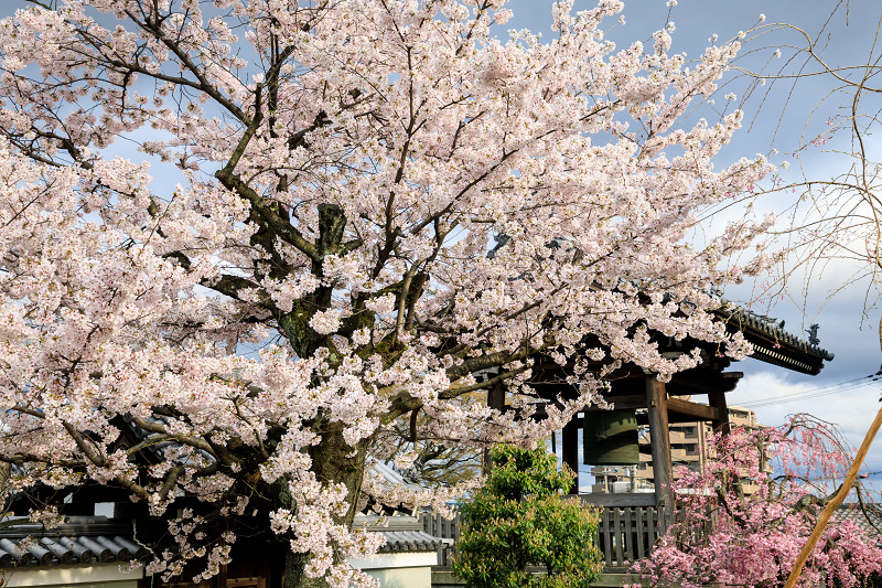 京都の桜2017 上品蓮台寺の春_f0155048_18215483.jpg