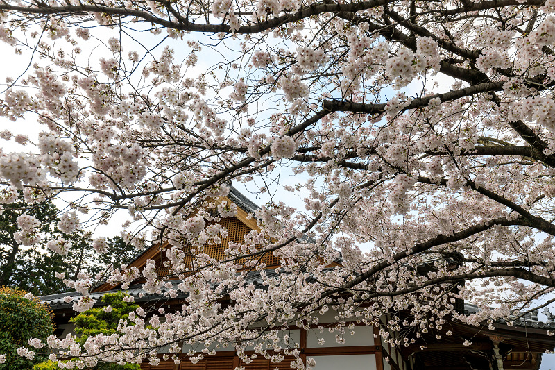 京都の桜2017 上品蓮台寺の春_f0155048_18222344.jpg