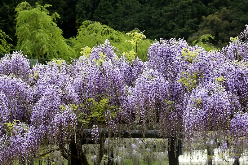 大町藤公園_d0342449_06455127.jpg