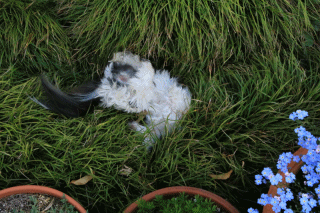 c0145250_11083572.gif