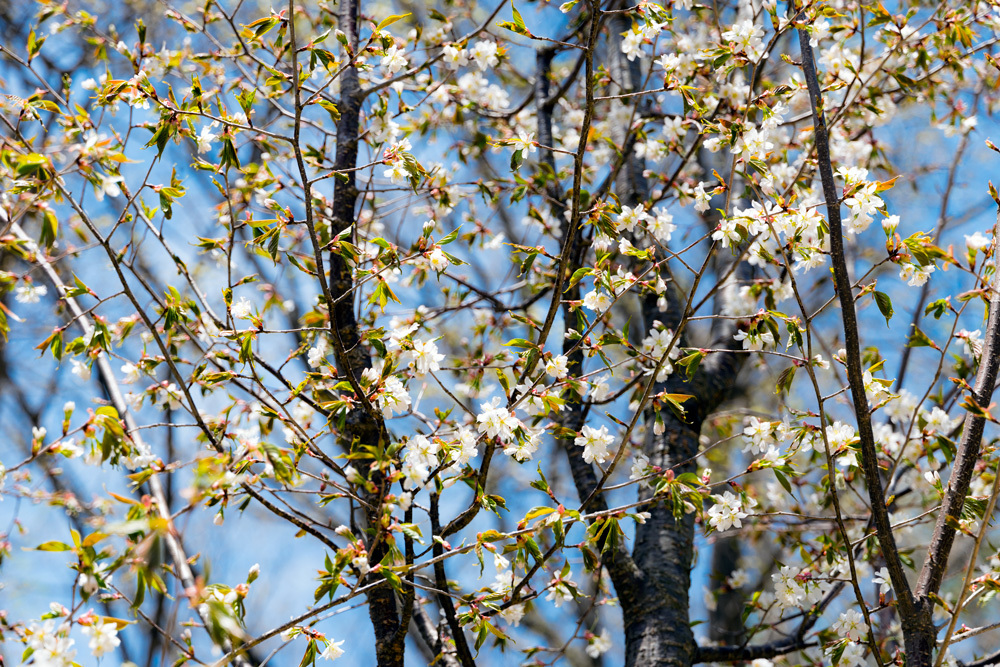 山桜が咲いた。_b0232952_13560575.jpg