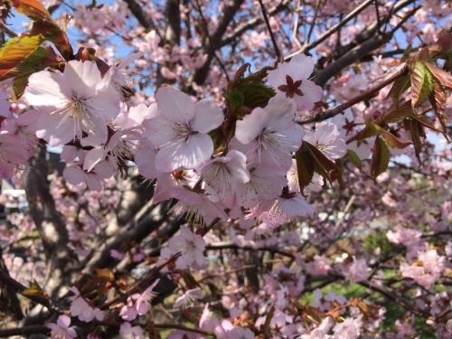 手稲の桜と形見の着物_e0326953_23013145.jpg