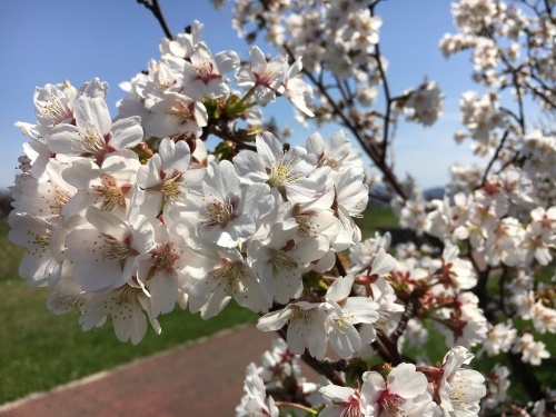 手稲の桜と形見の着物_e0326953_23015233.jpg