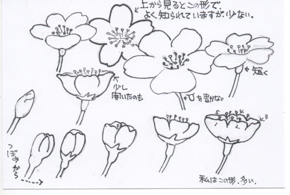桜の花の描き方 まとめ 感動の絵手紙 書き方講座