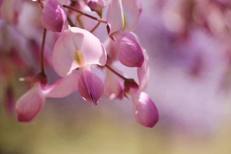 藤の里広場 ２ ピンク色の藤 蓮華寺池公園 Happy Cafe Vol 2