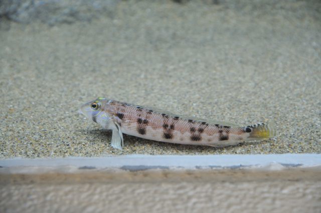 東京湾の干潟と荒磯・品川の海のゾーン_c0081462_12202133.jpg