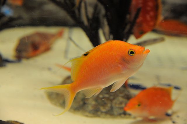 群を作る魚たち・東京湾に棲む生物たちのゾーン : 蜜蜂的写真日記