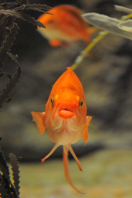 群を作る魚たち・東京湾に棲む生物たちのゾーン : 蜜蜂的写真日記