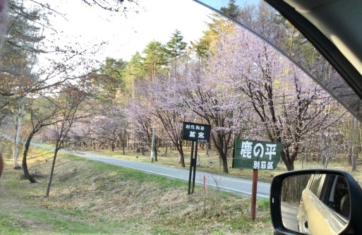 小淵沢、石彫場の春・富士見高原の春（樹木）_a0053063_10203633.jpg