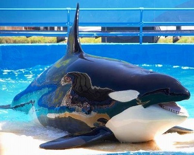 豊頃町の海岸にシャチの死体 本別ブログ ふるさと 東京本別会 豊頃町の海岸にシャチの死体 本別ブログ ふるさと 東京本別会