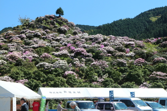 お茶づくしツーリング　その２・・・満開のシャクナゲ（星の花公園）_b0224178_00222812.jpg