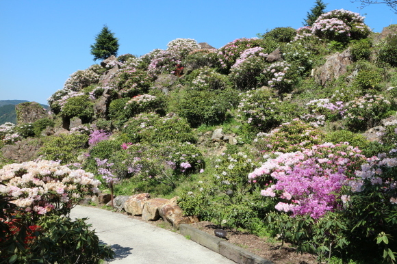 お茶づくしツーリング　その２・・・満開のシャクナゲ（星の花公園）_b0224178_00270331.jpg