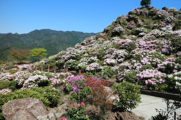 お茶づくしツーリング　その２・・・満開のシャクナゲ（星の花公園）_b0224178_00274472.jpg