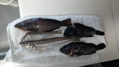 大貫漁港 キス 釣行禁止エリアができました 歌と眼鏡とフィッシャーマン 内房ちょい投げ トラウト日記 大貫漁港 キス 釣行禁止エリアができました 歌と眼鏡とフィッシャーマン 内房ちょい投げ トラウト日記