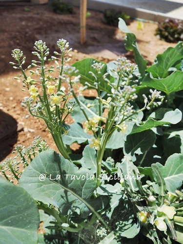 我が家の菜園日記 no.18 夏野菜の苗を植えました＆冬の名残_e0335287_23081066.jpg