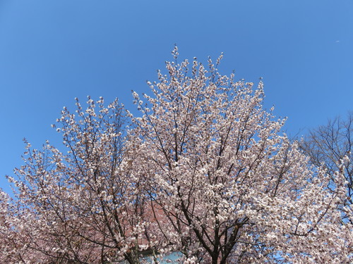 c0171889_15361181.jpg