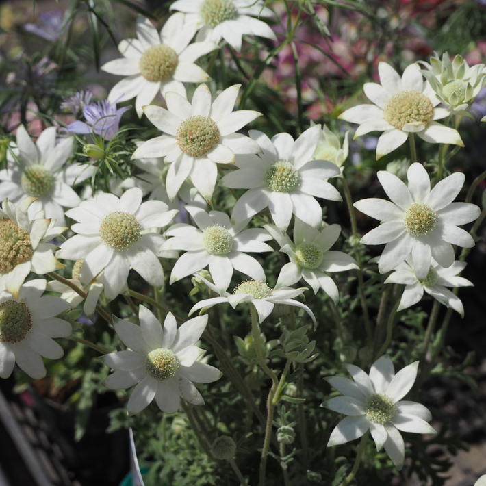 ナチュラル系の花材が入荷_a0292194_2139446.jpg