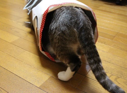 ぎんネコ☆はうすの こどもの日①_a0333195_22473565.jpg