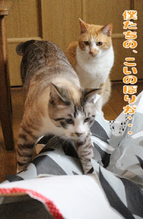 ぎんネコ☆はうすの こどもの日①_a0333195_23152937.jpg