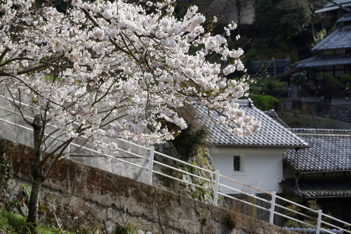 桜散策・・千早の集落_e0366896_23594327.jpg